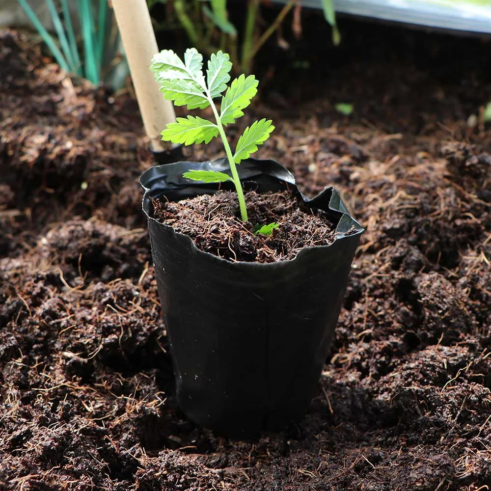50 stuks Zwarte Plastic Zaailing Kweekzakken – Ademend en Herbruikbaar voor Planten, Bloemen en Groenten